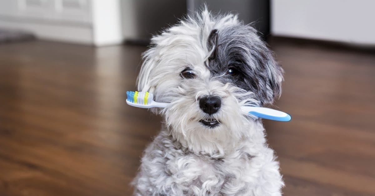 The Importance of Dental Health For Your Pet