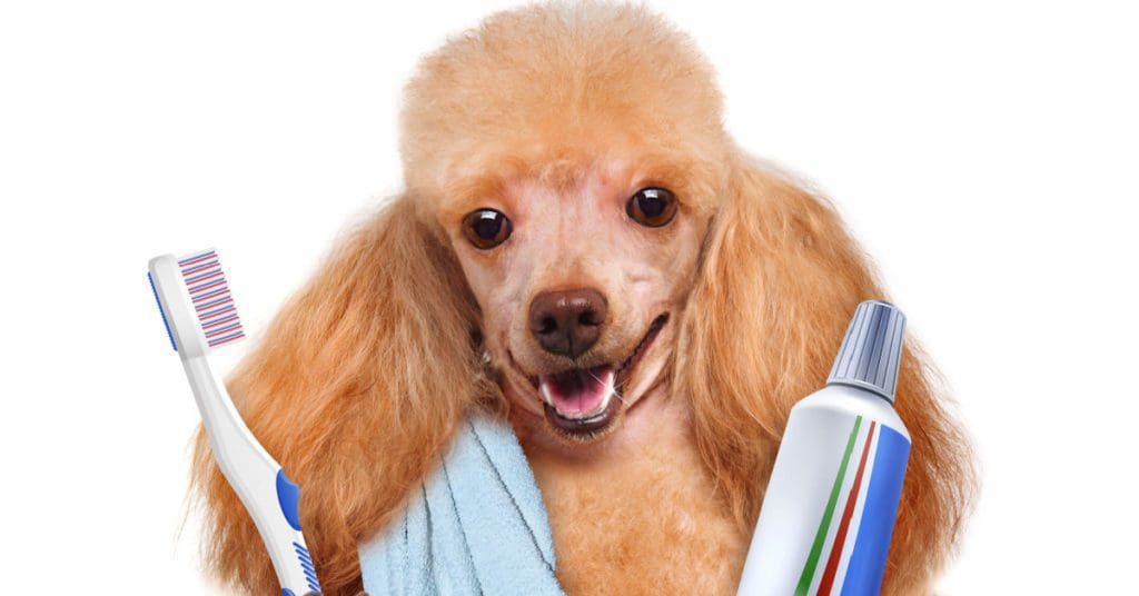 How To Brush Your Dog'S Teeth Correctly