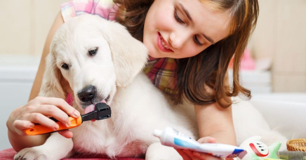 How To Brush Your Dog'S Teeth Correctly Dog'S Teeth How To Brush Your Dog'S Teeth Correctly, The Process